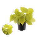 Philodendron Scandens 'micans Lime'