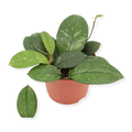 Hoya Crassipetiolata (12cm pot)