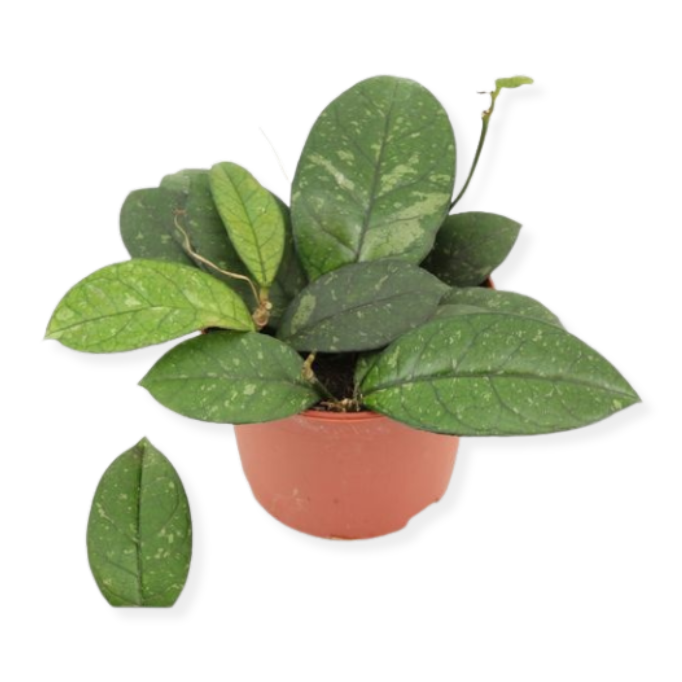 Hoya Crassipetiolata (12cm pot)