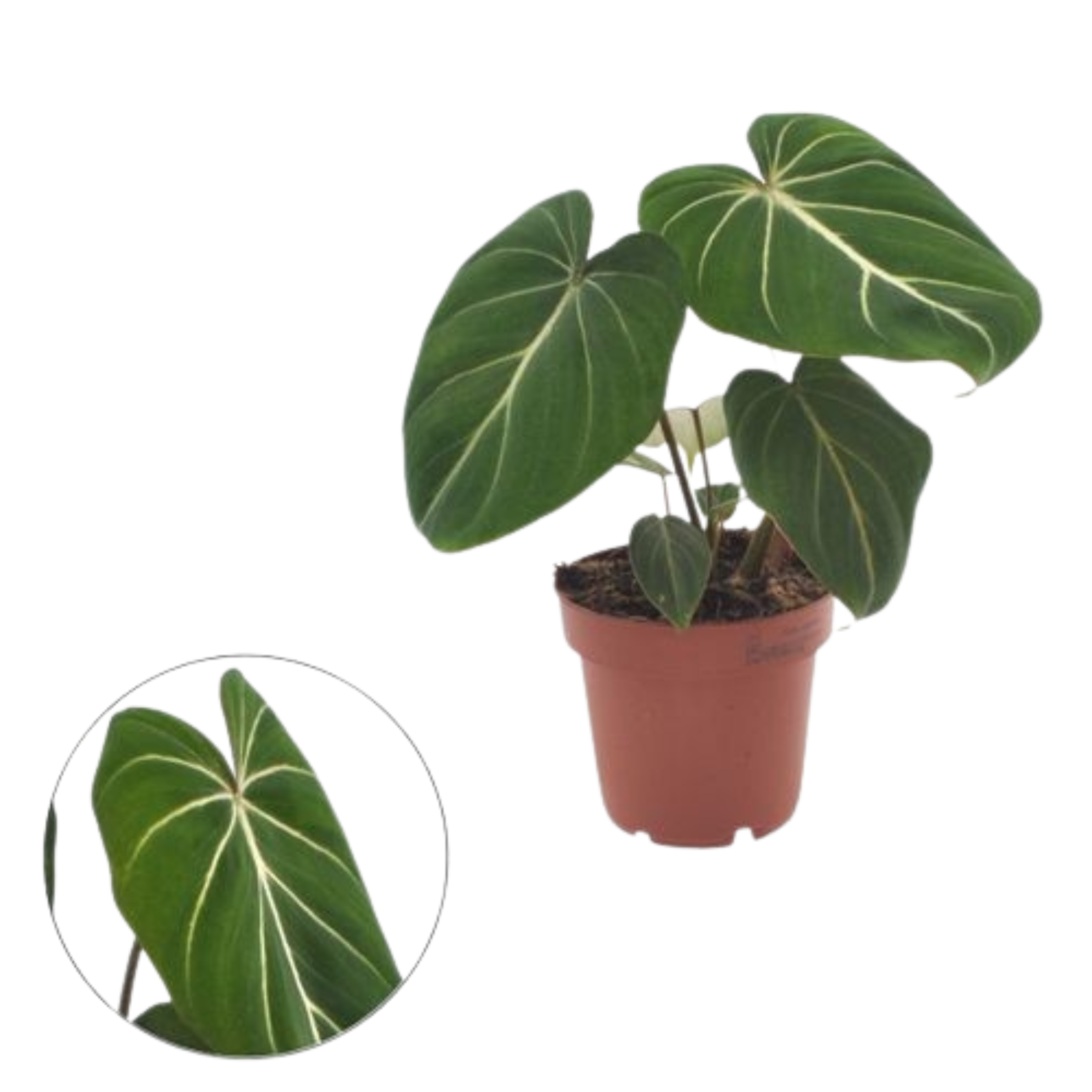 Philodendron Gloriosum (12cm pot)