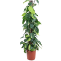Philodendron Brasil Kratiste (24cm pot)