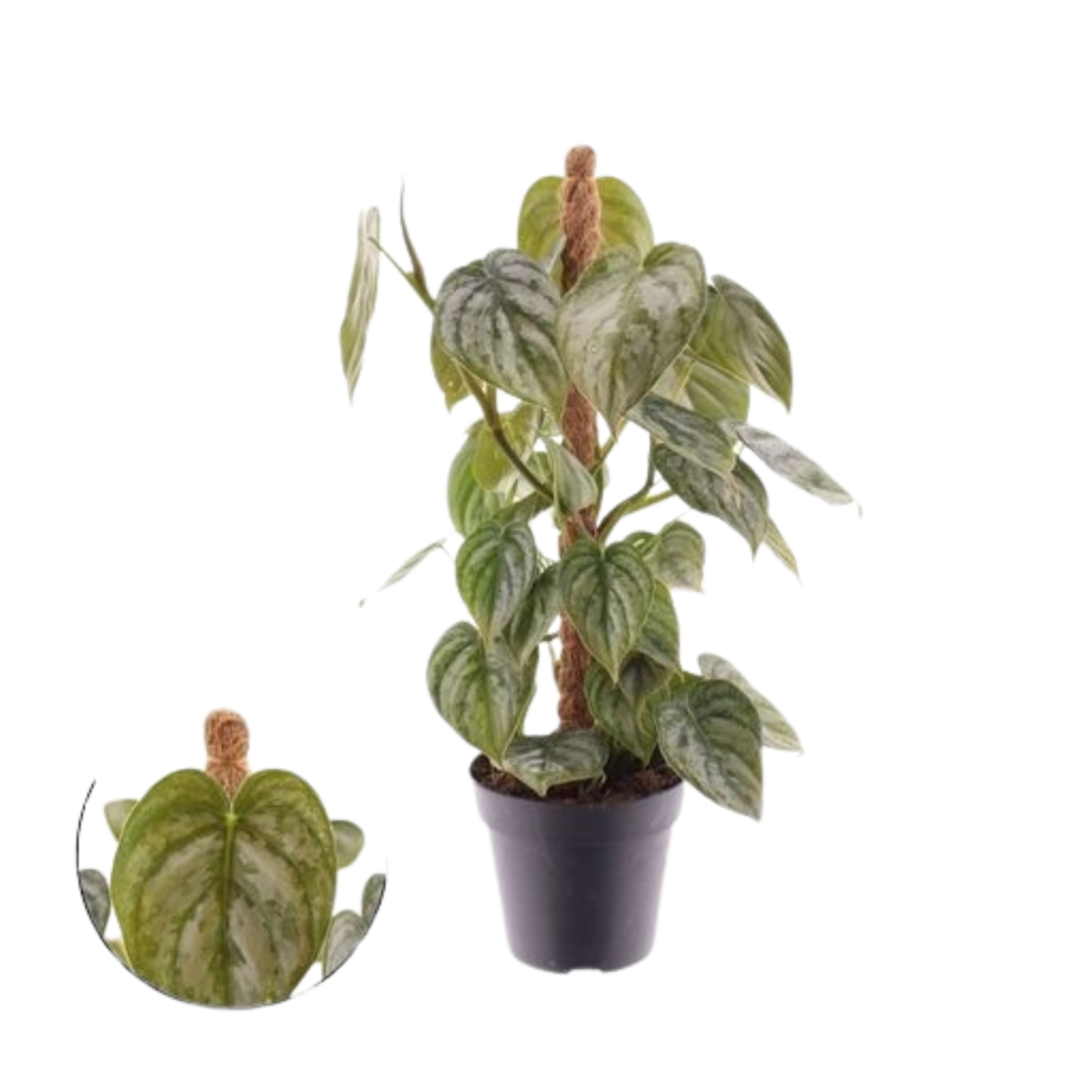 Philodendron Brandtianum on a moss pole (12cm pot)