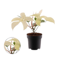 Philodendron Florida Ghost (19cm pot)