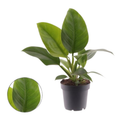 Philodendron Imperial Green (12cm pot)