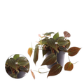 Philodendron Scandens 'micans' (12cm pot)