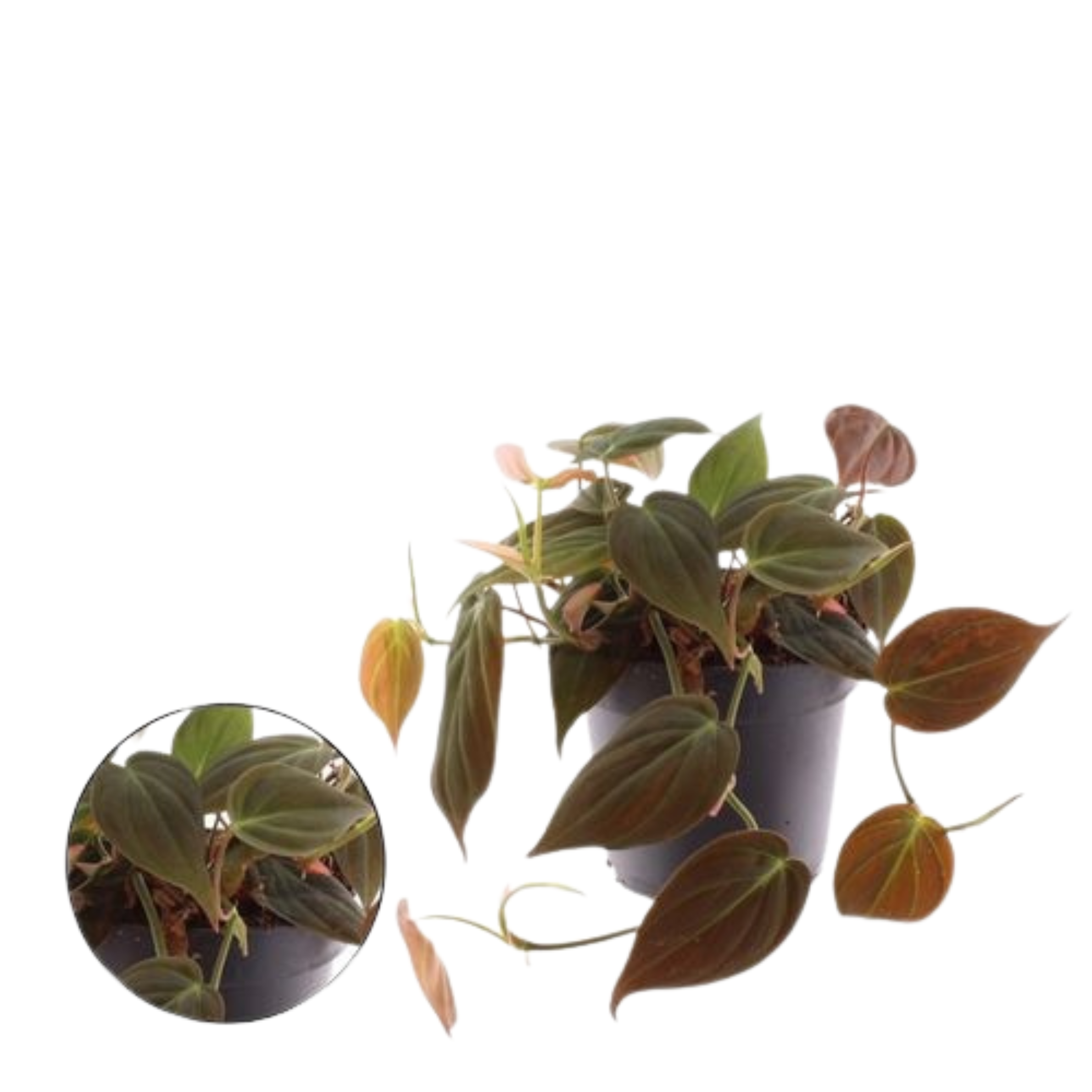 Philodendron Scandens 'micans' (12cm pot)