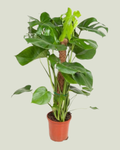 Monstera Deliciosa on a moss pole (19cm pot)