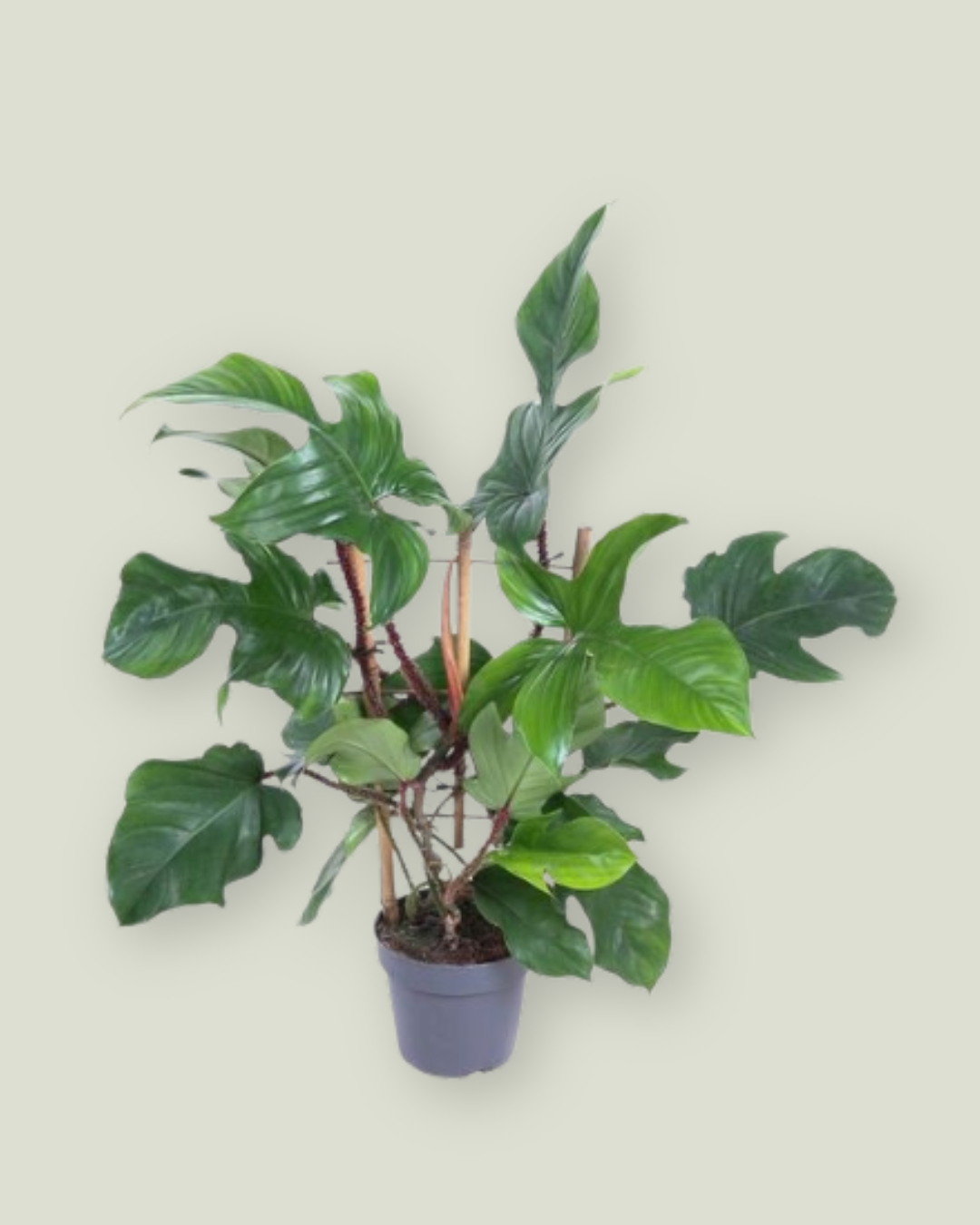 Philodendron Red Wonder(squamiferum)(19cm pot)