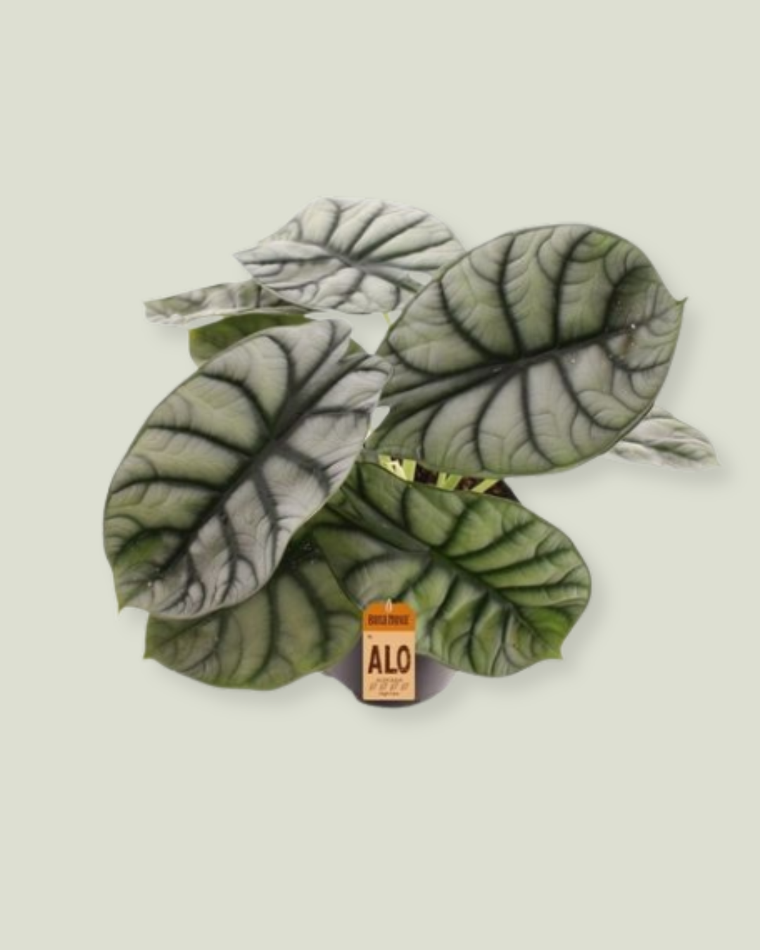 Alocasia Nebula Silver Compacta (14cm pot)