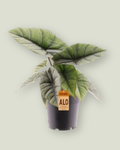 Alocasia Platinum (14cm pot)