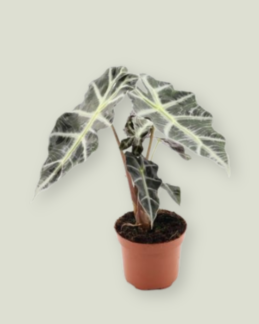 Alocasia Polly (12cm pot)