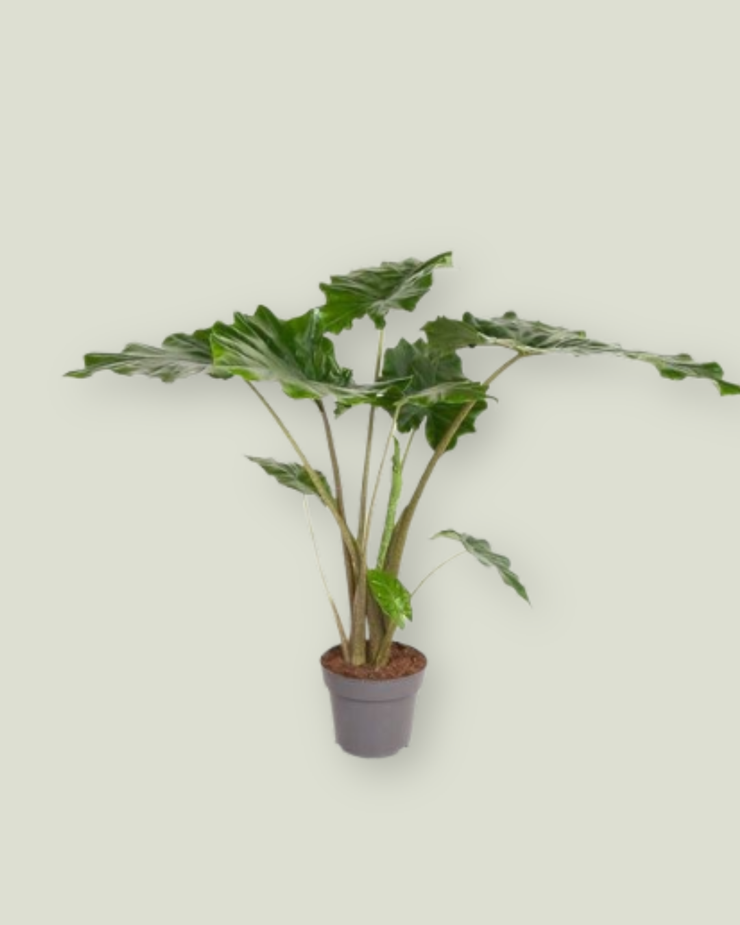 Alocasia Portodora (24cm pot)