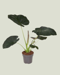 Alocasia Regal Shields (24cm pot)