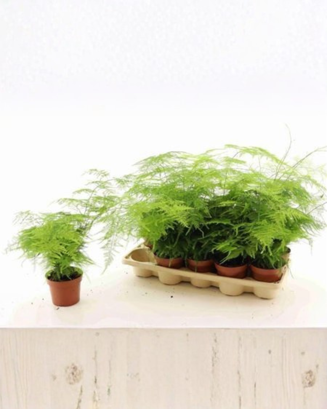 Asparagus Setaceus (12cm pot)