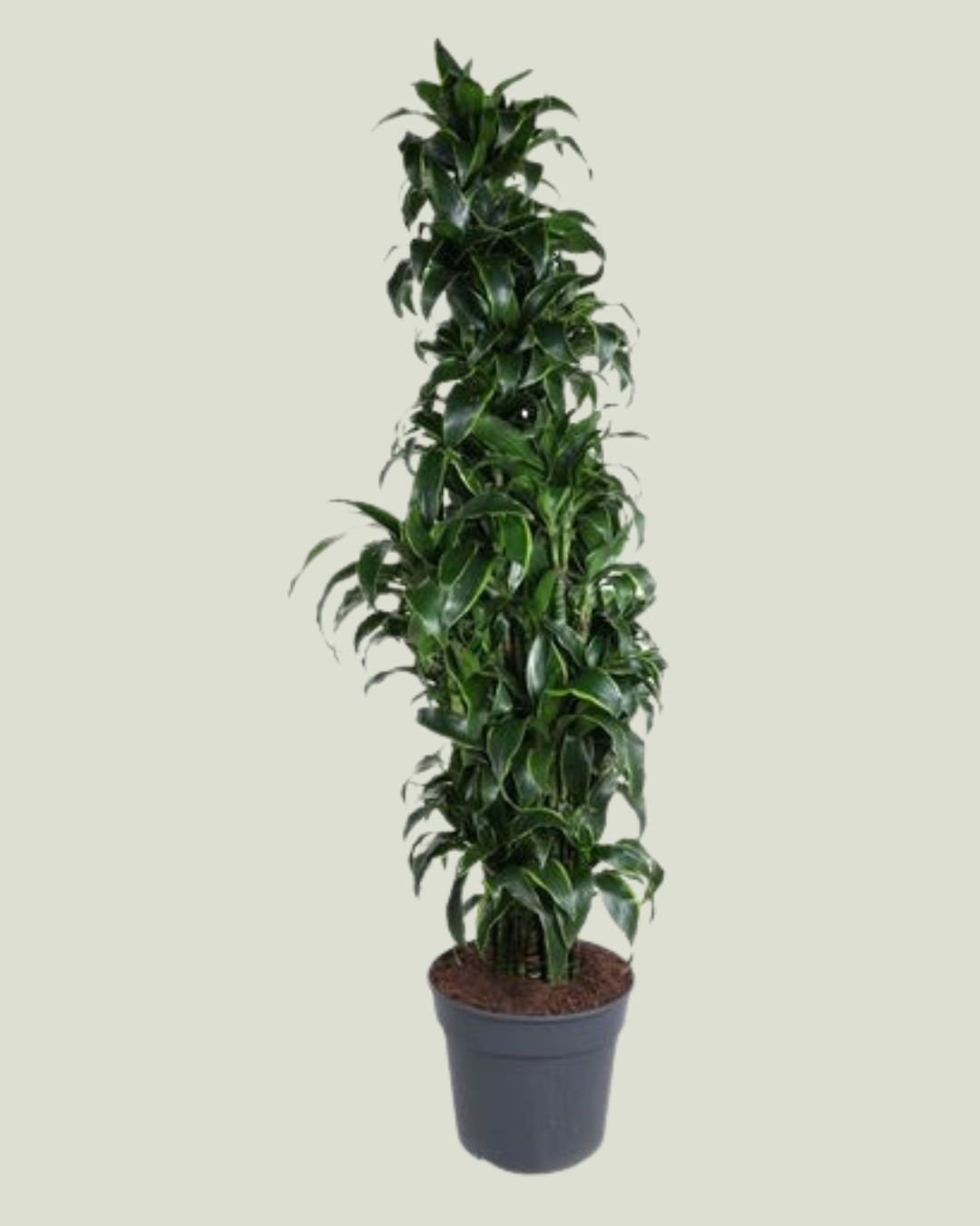 Dracena Dorado (H 200cm, pot size 40cm)