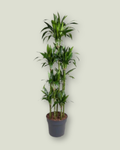 Dracaena Janet Craig (H 180cm, pot size 34cm)