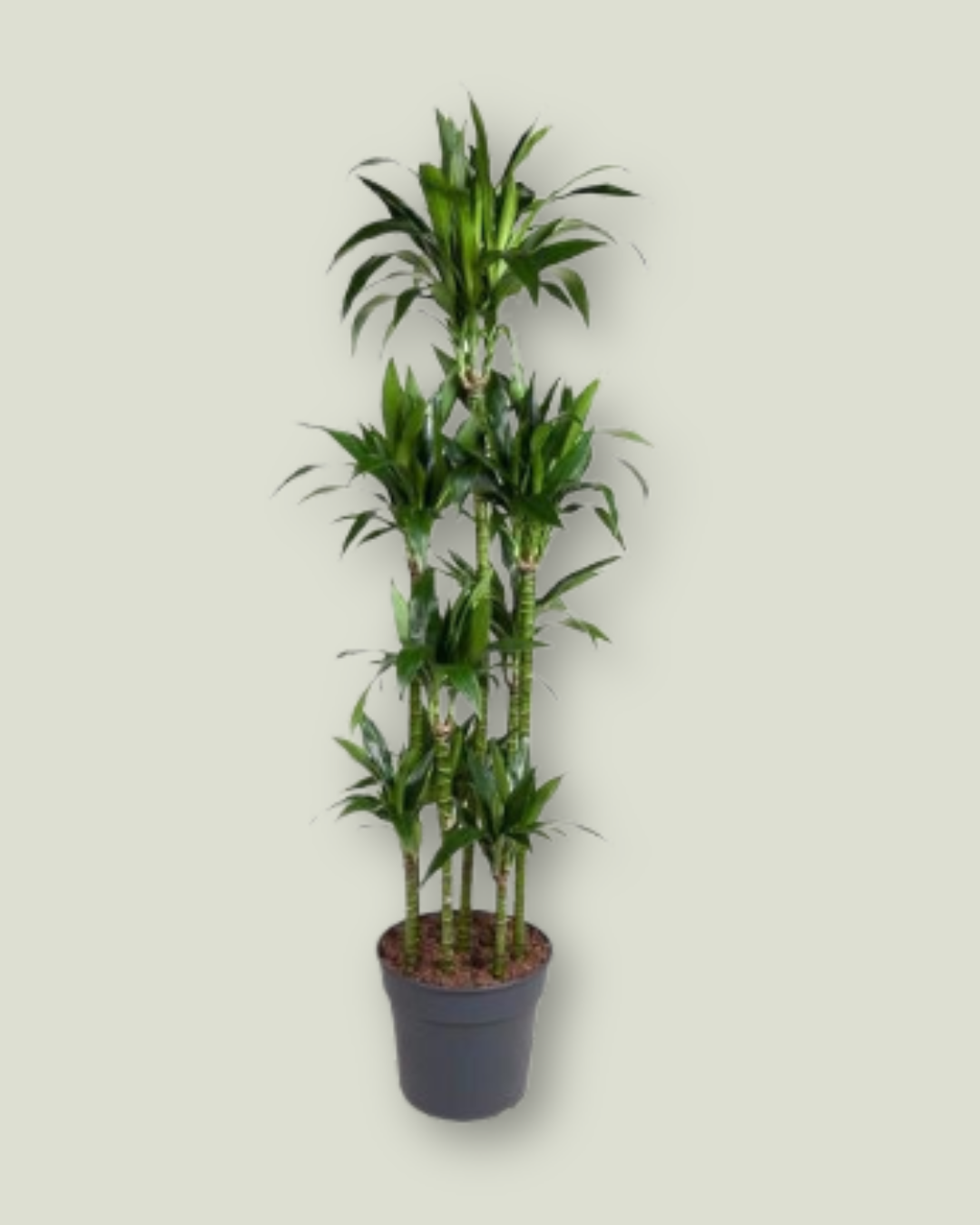 Dracaena Janet Craig (H 180cm, pot size 34cm)