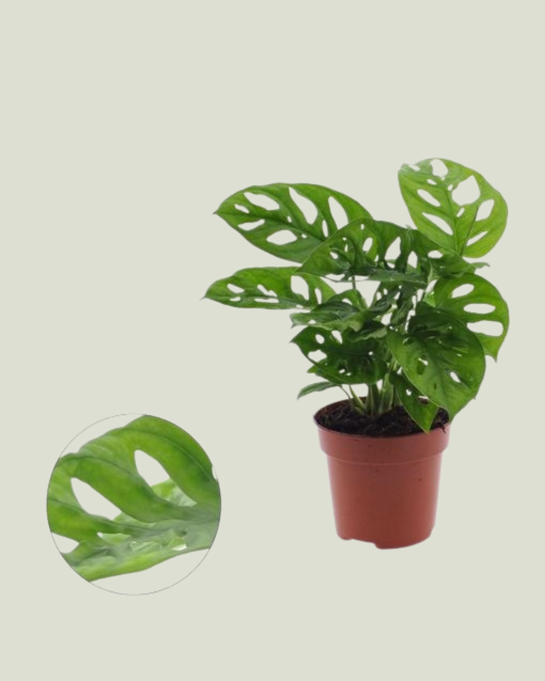 Monstera Adansonii (12cm pot)