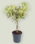 Dracaena Song of India (H 80cm, pot size 24cm)