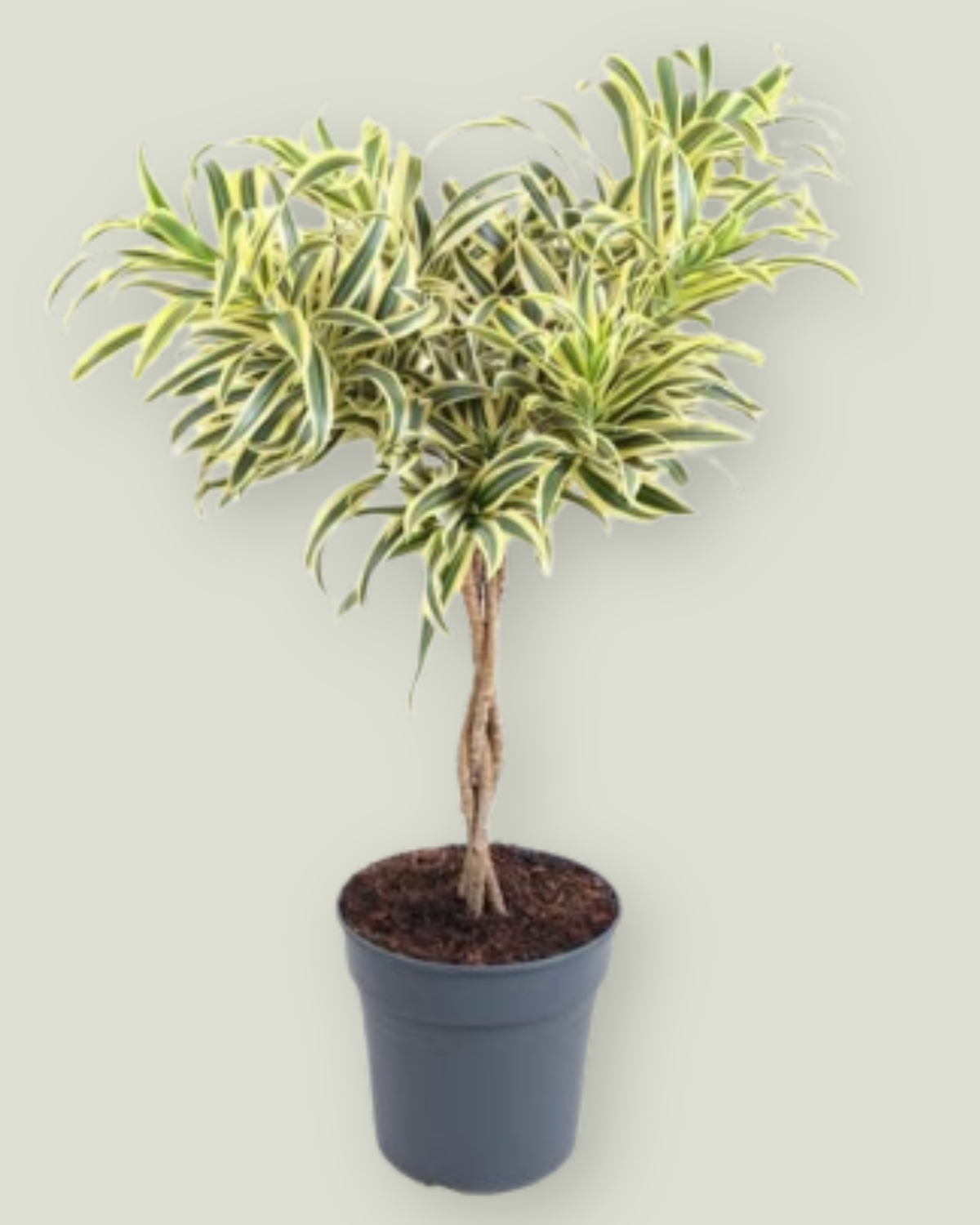 Dracaena Song of India (H 80cm, pot size 24cm)