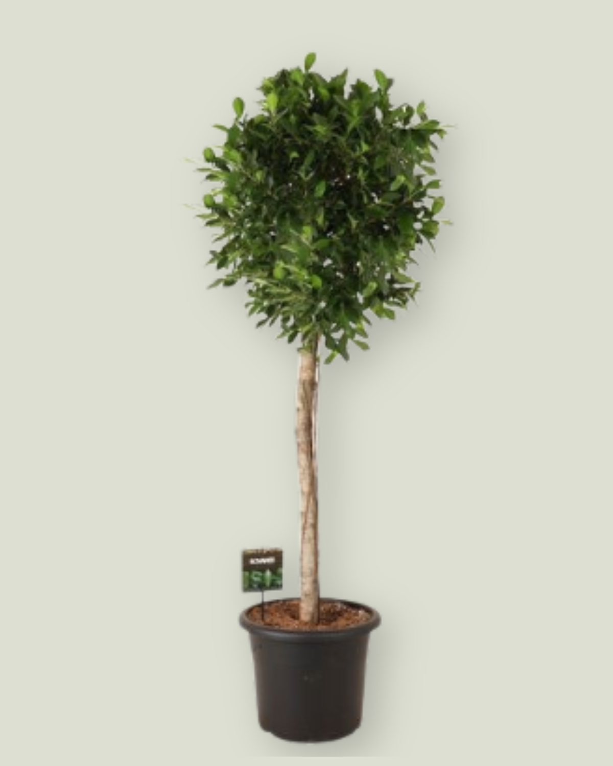 Ficus Microcarpa 'Nitida' (170cm, pot size 40cm)