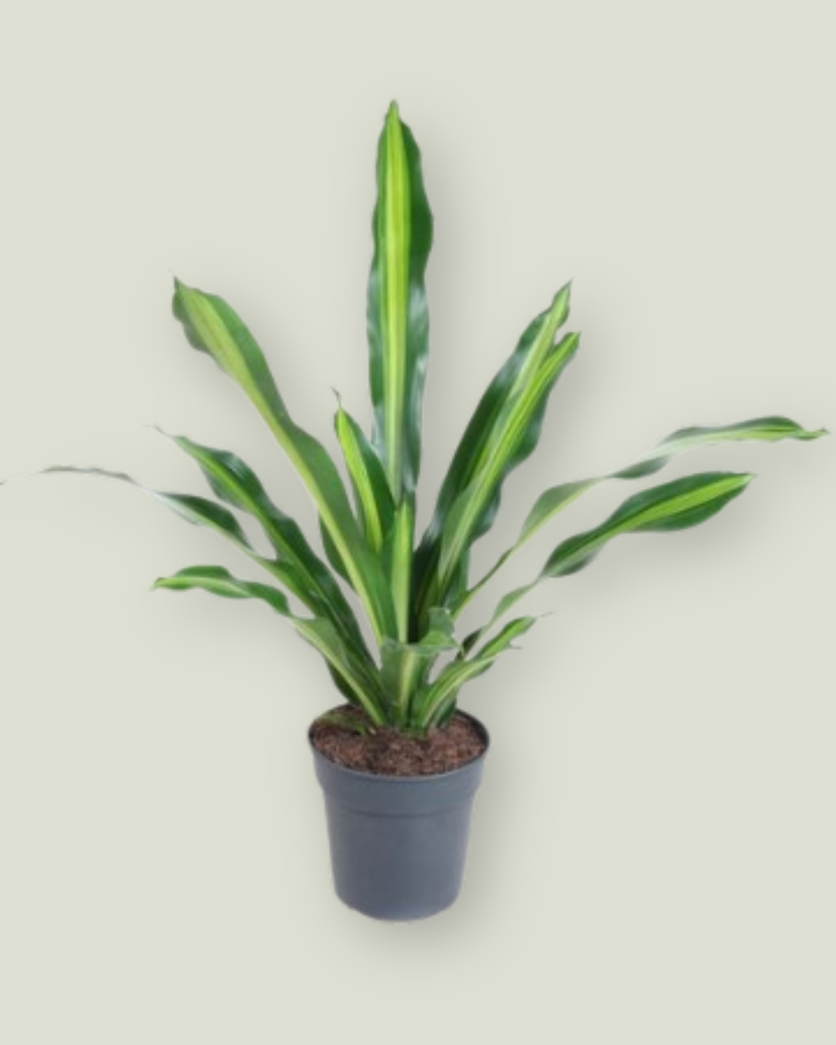 Dracaena Burley (H 100cm, pot size 24cm)