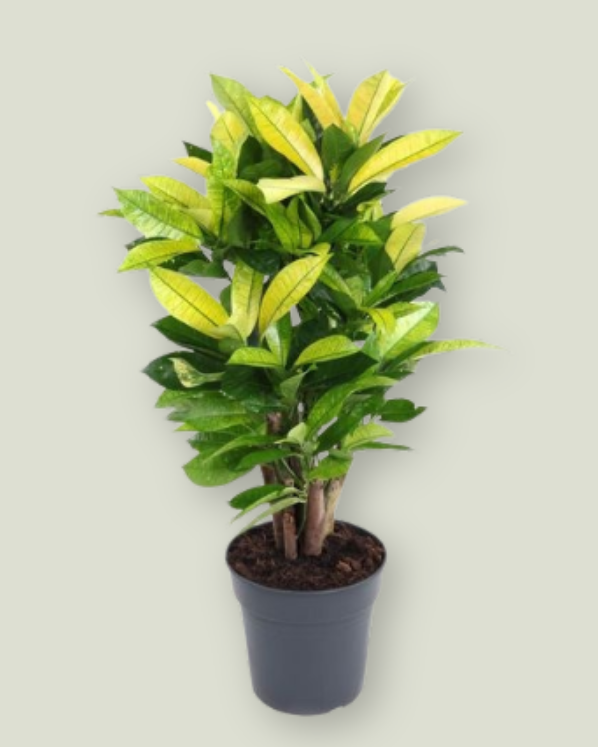 Codiaeum Brazilia (H 80cm, pot size 24cm)