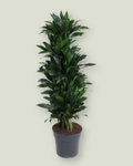 Dracaena Green Jewel (H 150cm, pot size 31cm)