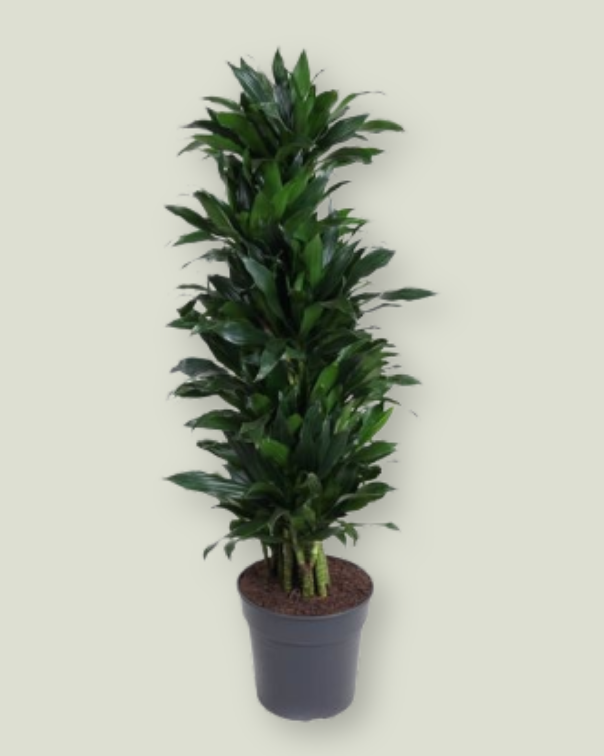 Dracaena Green Jewel (H 150cm, pot size 31cm)