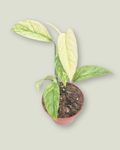 Monstera Laniata Mint (9cm pot)