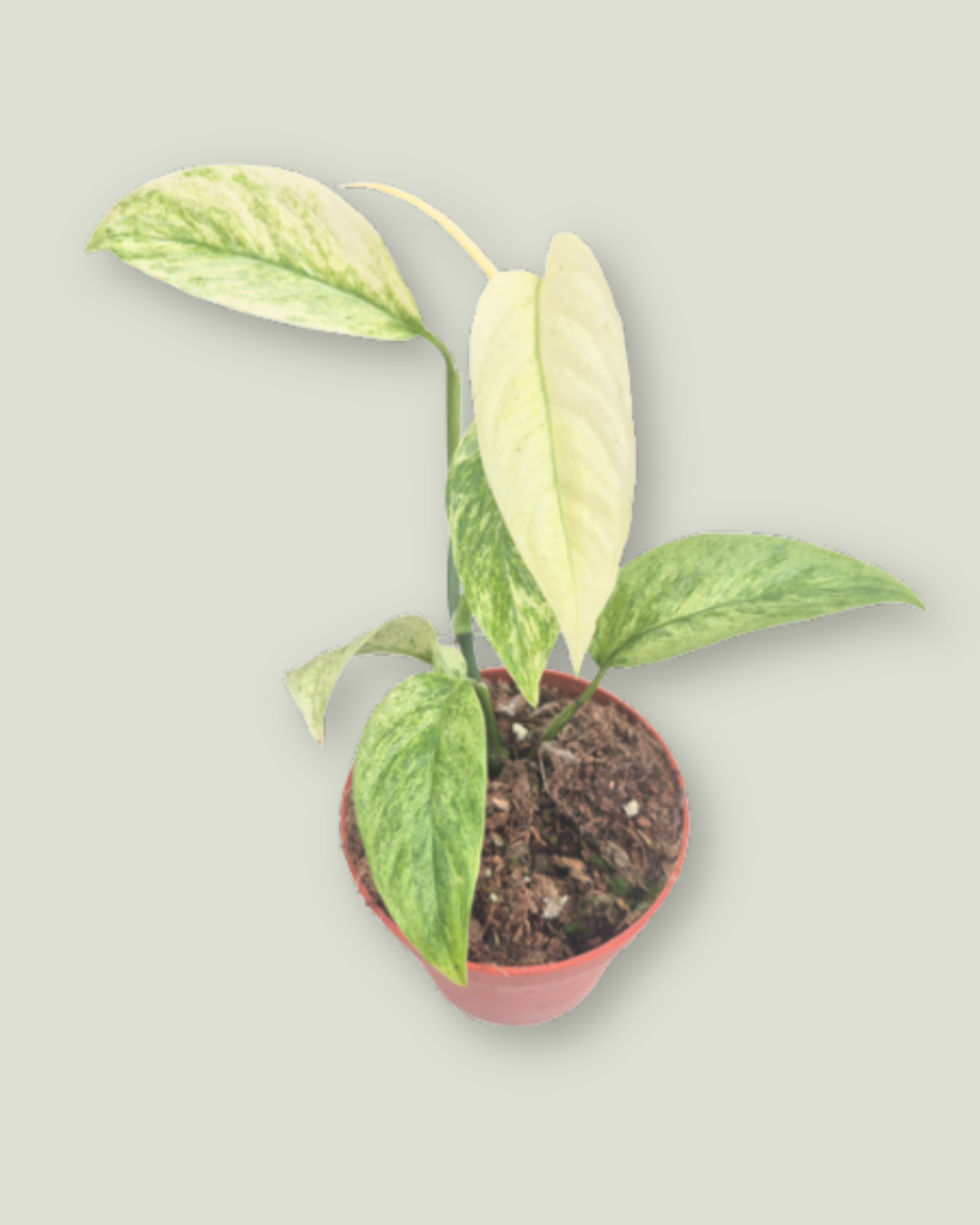 Monstera Laniata Mint (9cm pot)