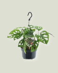 Monstera Obliqua 'Monkey Leaf' in a hanging pot (15cm pot)