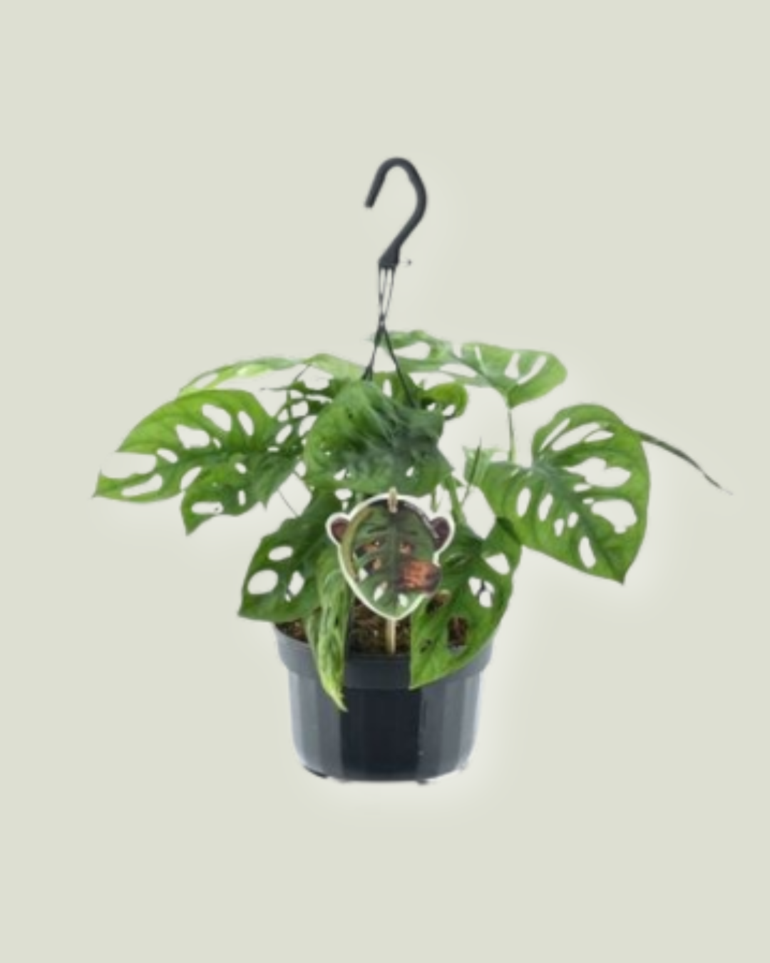 Monstera Obliqua 'Monkey Leaf' in a hanging pot (15cm pot)
