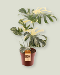 Monstera 'Thai Constellation' (21cm pot)