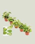 Hoya mix (5x 12cm pot)