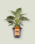 Philodendron Birkin (12cm pot)
