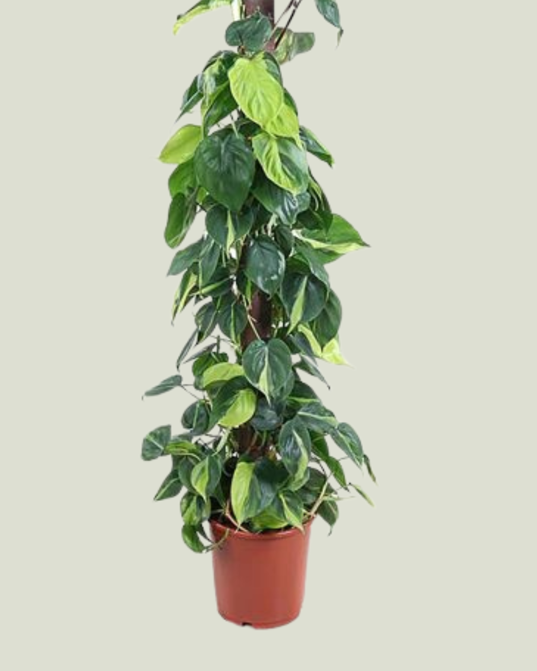 Philodendron Brasil Kratiste (24cm pot)