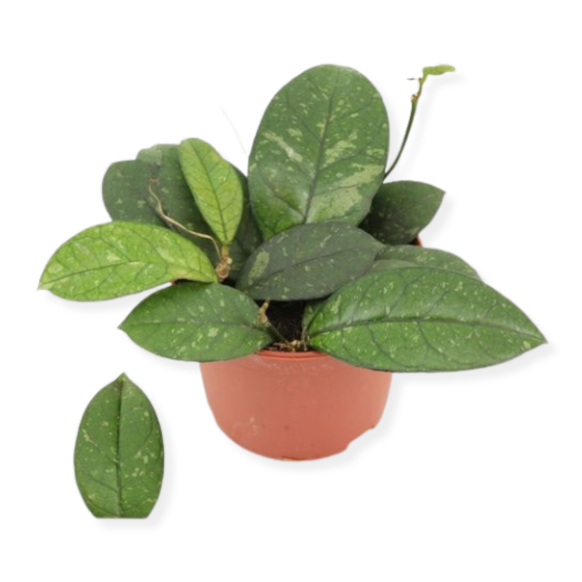 A potted houseplant with glossy green leaves featuring light speckling, shown in a terracotta-colored plastic pot on a plain white background. A single detached leaf is placed to the lower left of the pot.