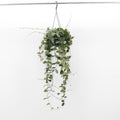 Hoya Chouke (14cm pot)