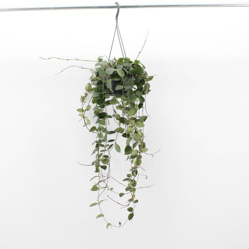 Hoya Chouke (14cm pot)