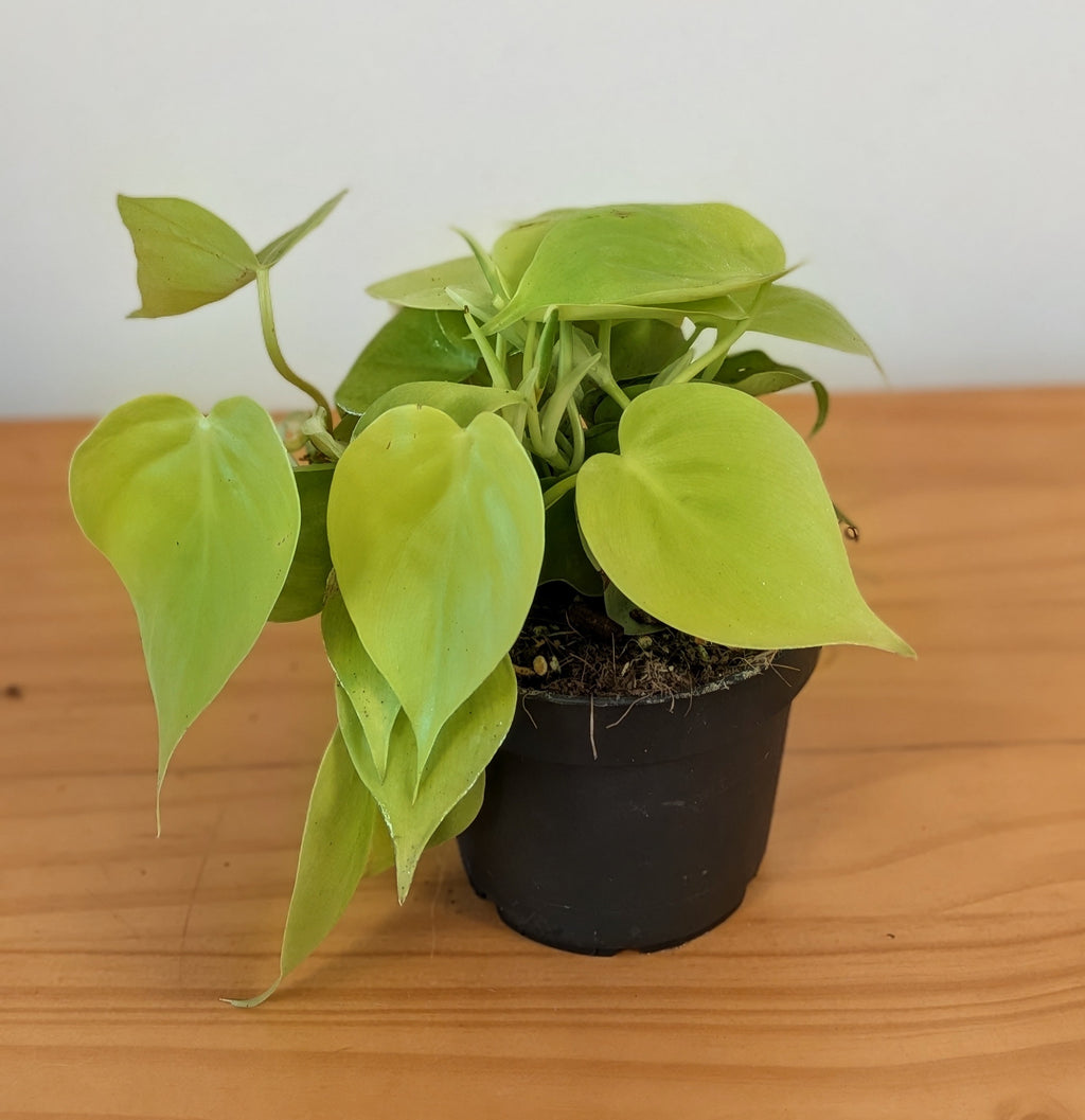 Philodendron Scandens 'micans Lime'