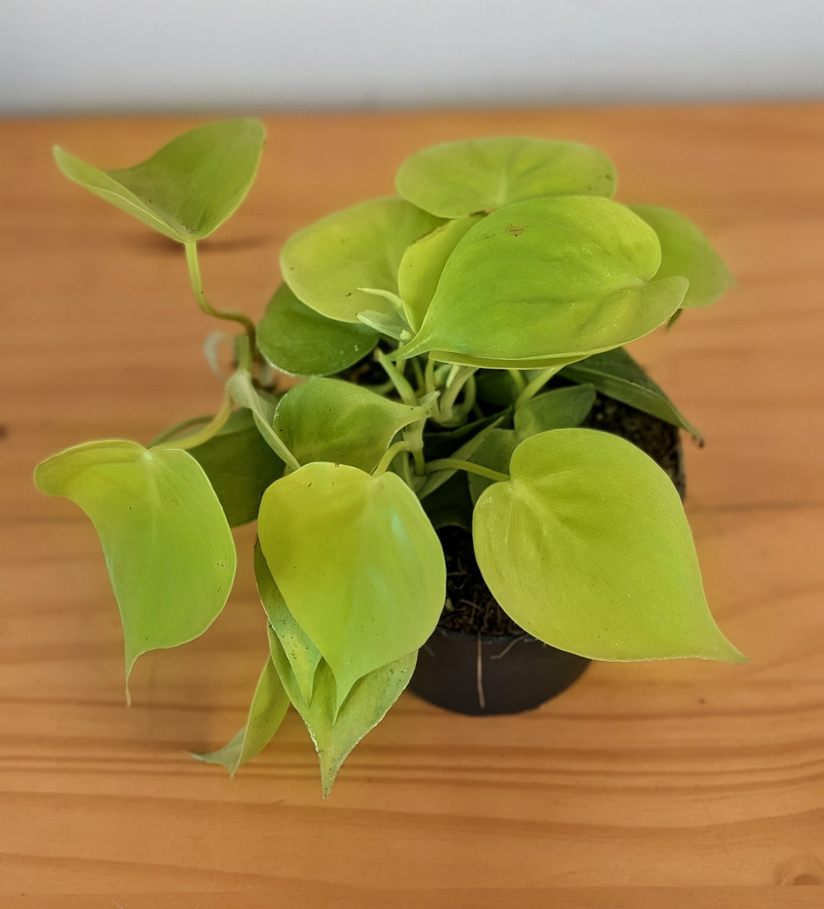 Philodendron Scandens 'micans Lime'