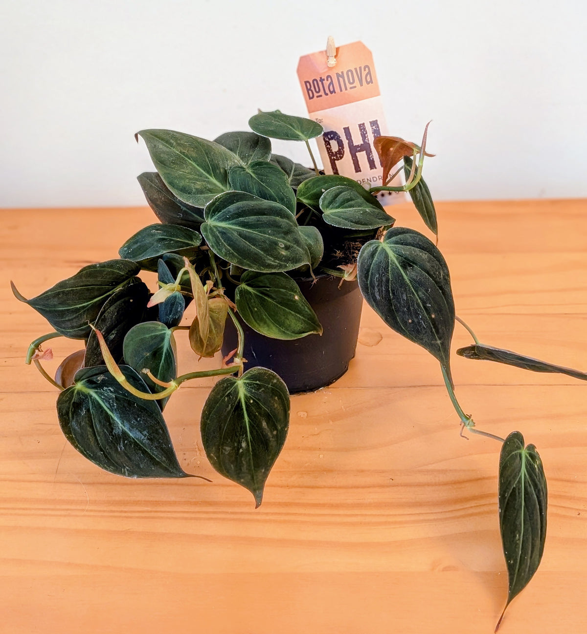 Philodendron Scandens 'micans' (12cm pot)
