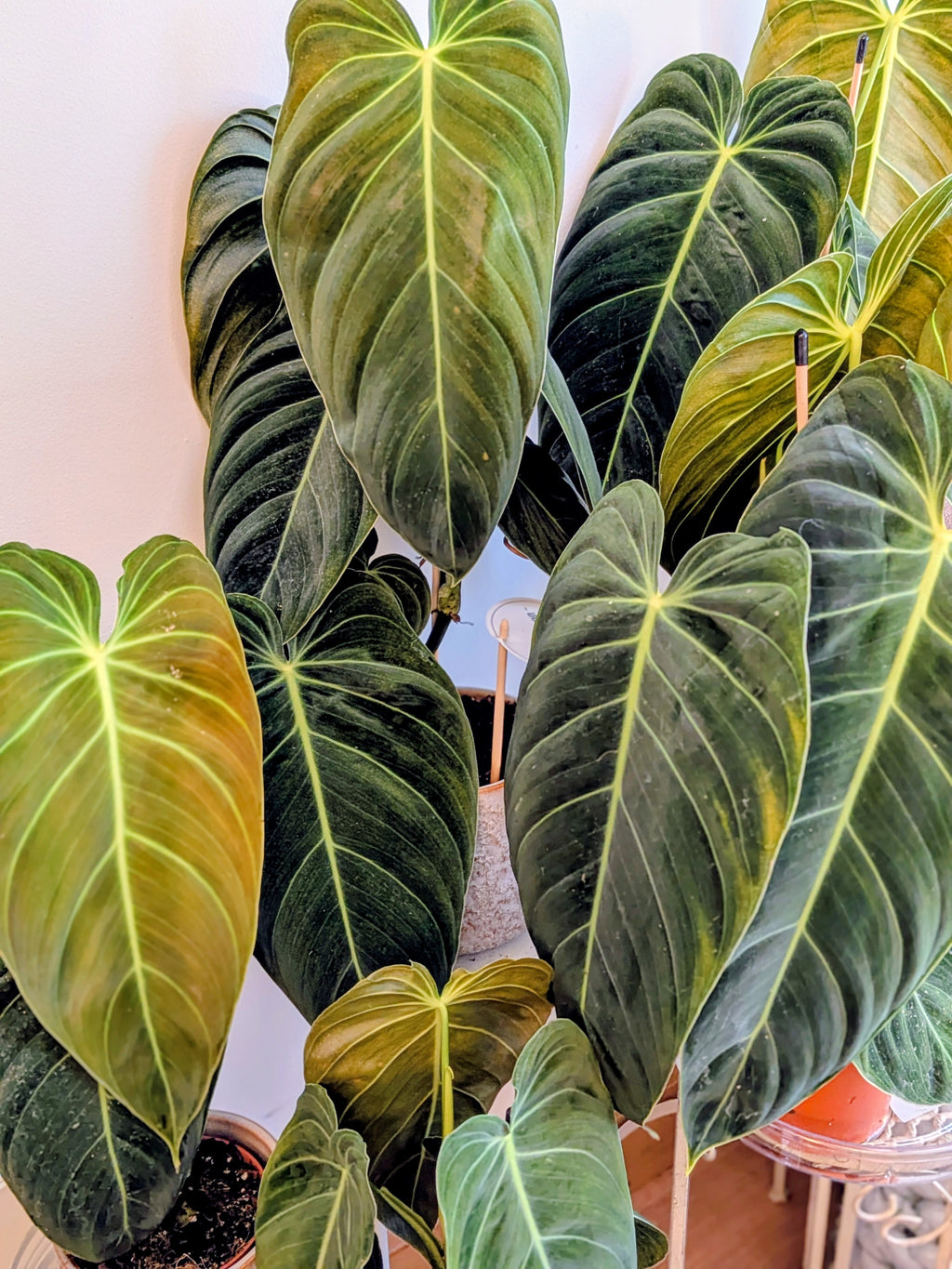 Philodendron Melanochrysum (12cm pot)