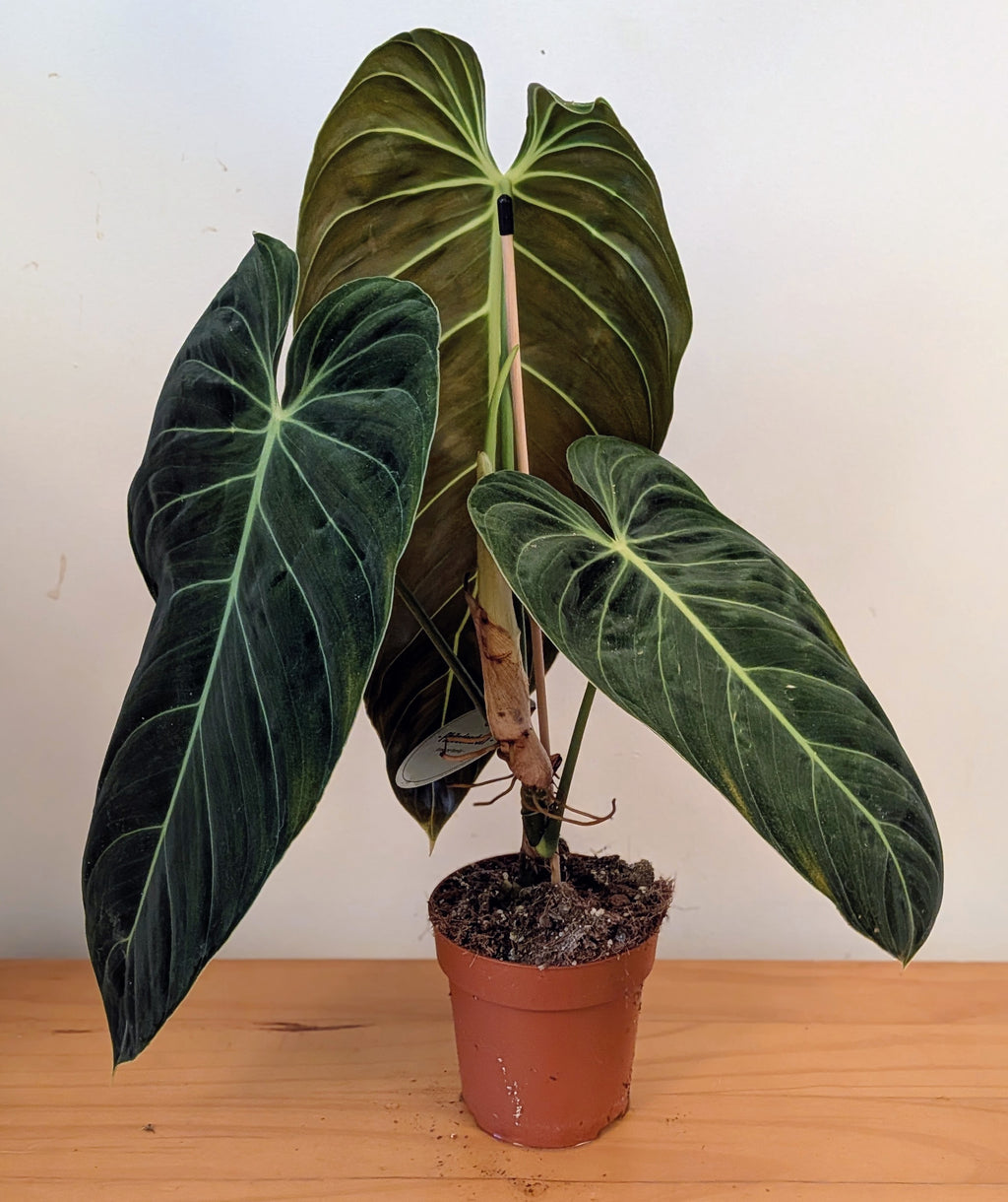 Philodendron Melanochrysum (12cm pot)