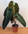Philodendron Melanochrysum (12cm pot)
