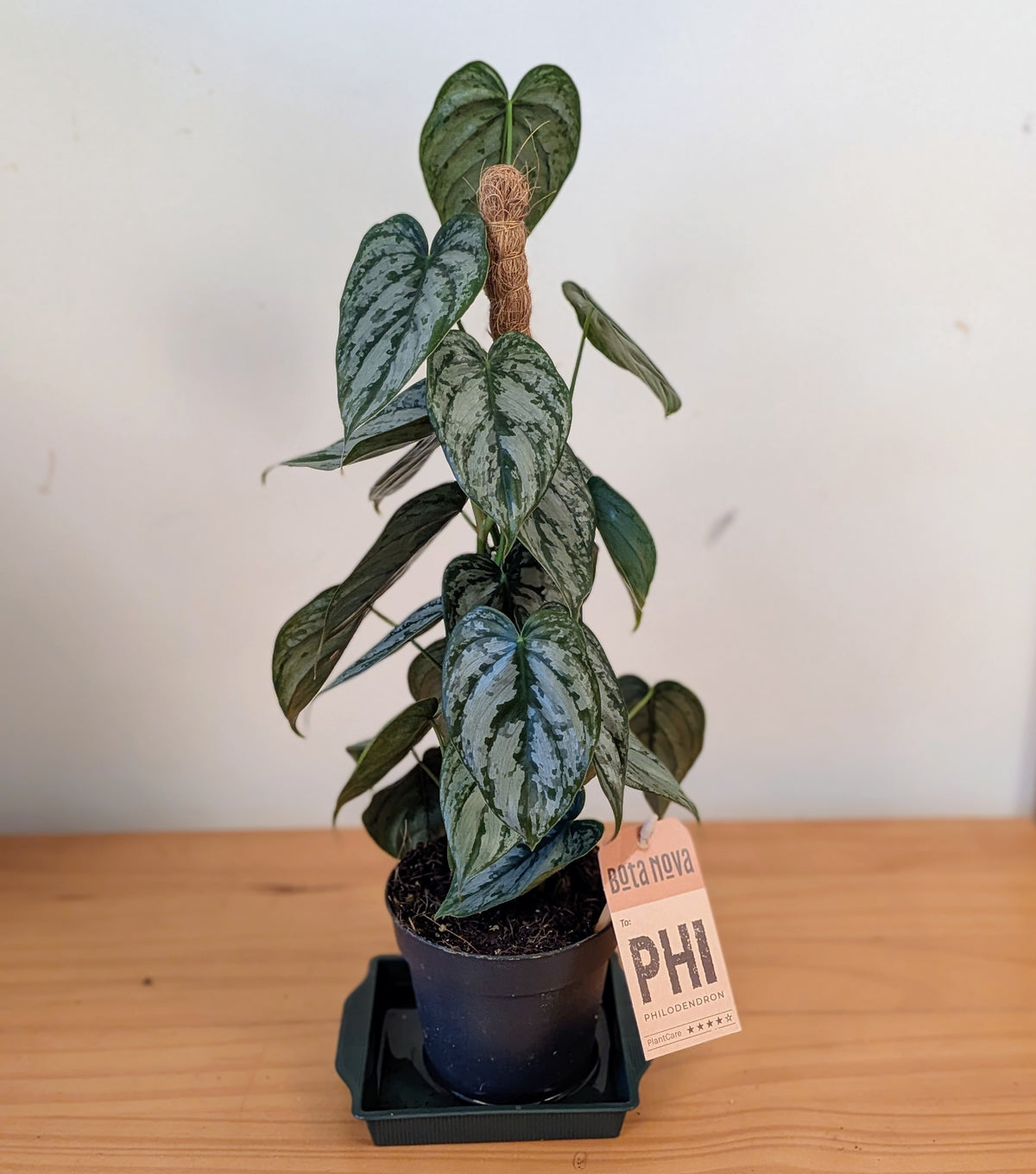 Philodendron Brandtianum on a moss pole (12cm pot)
