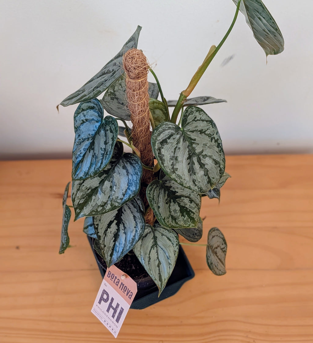Philodendron Brandtianum on a moss pole (12cm pot)