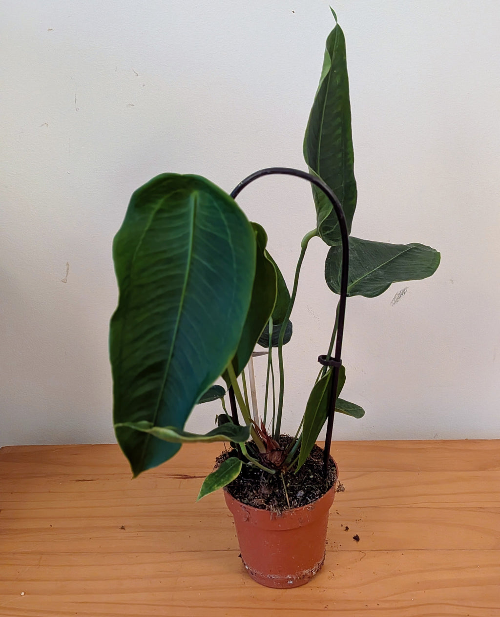 Anthurium Peltigerum (12cm pot)