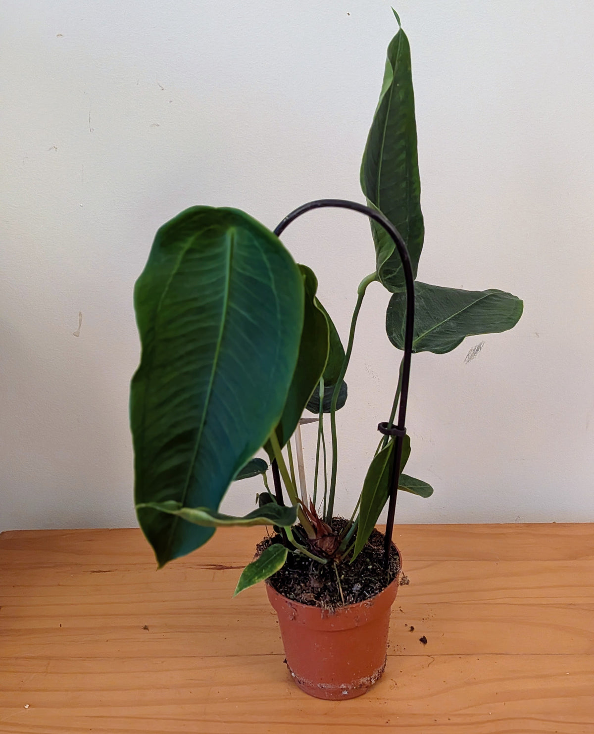 Anthurium Peltigerum (12cm pot)